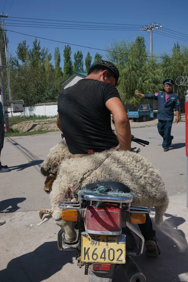 Man with dead or dying sheep on motorbike, Nalati Grasslands, China thumbnail
