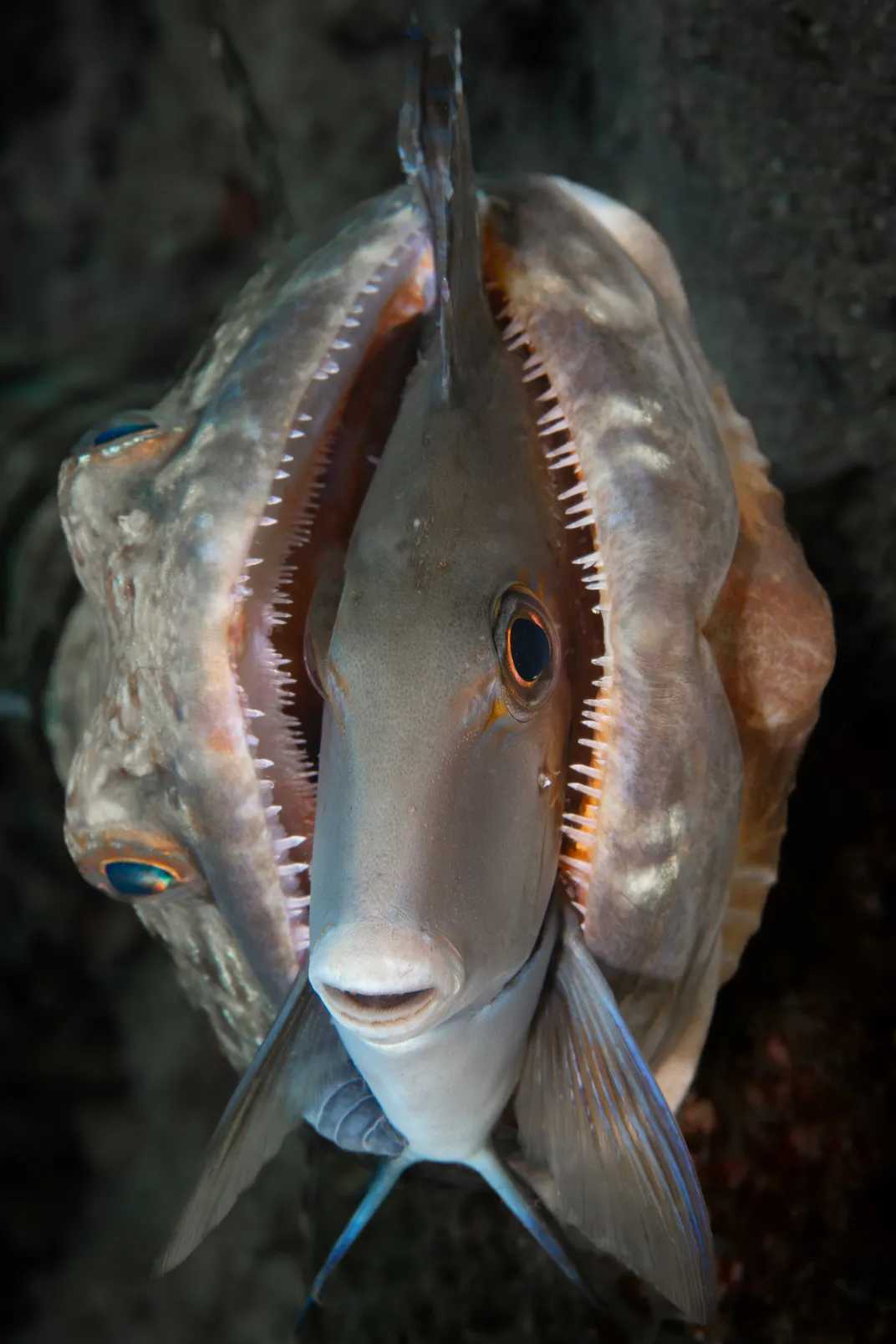 Fish being eaten by another fish
