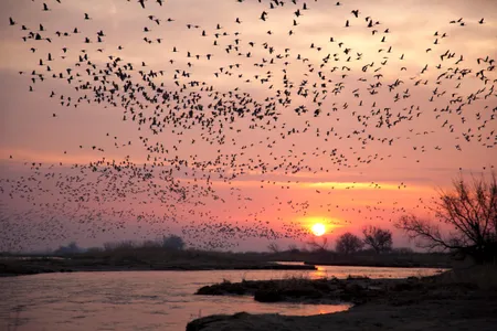 This year's spring migration has already begun and is expected to continue now through late May. 