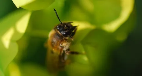 The honeybee, Apis mellifera, is in trouble because of colony collapse disorder.
