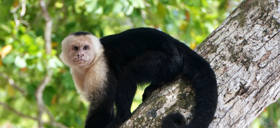  White-faced capuchin monkey 