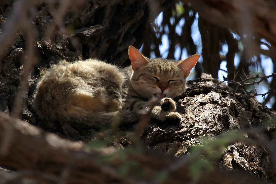 wildcat