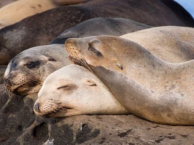 Sea lions breed and give birth at Point La Jolla in San Diego.
