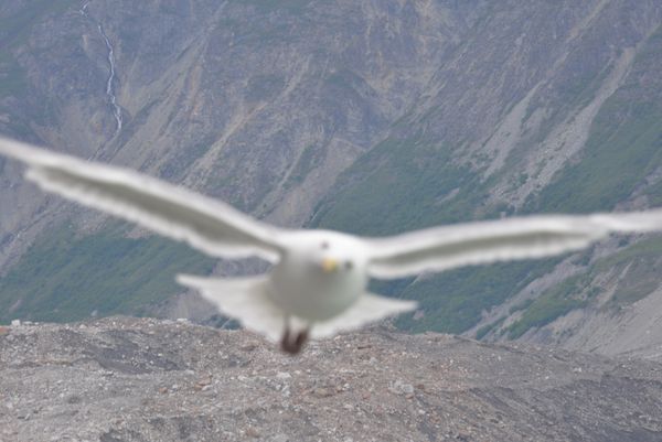 California Gull {Larus Californicus} Mendenhall Glacier thumbnail