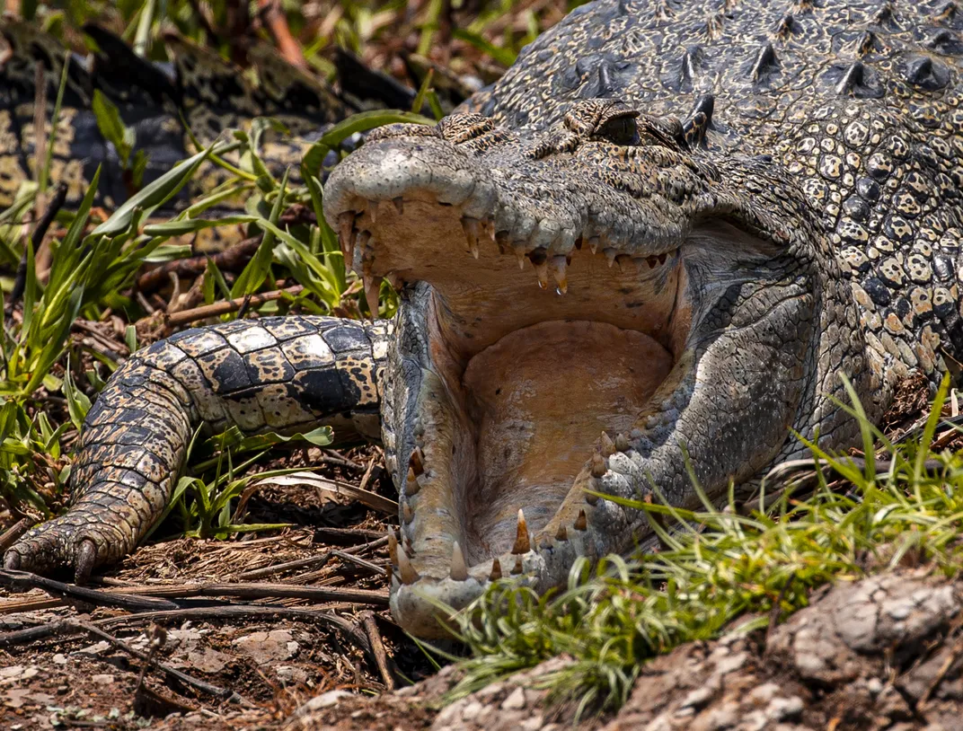a crocodile’s mouth