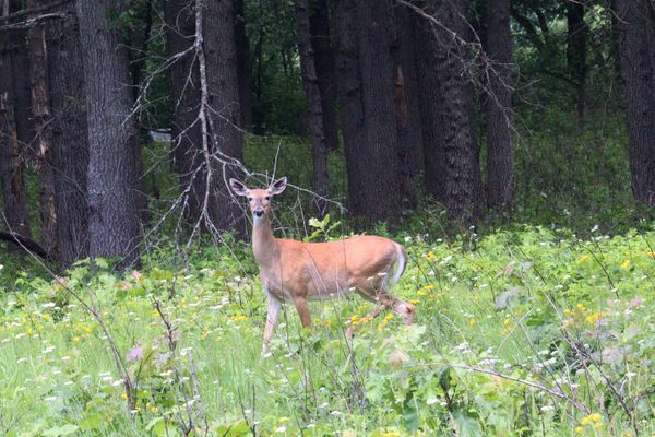 Summertime White-Tailed Deer thumbnail