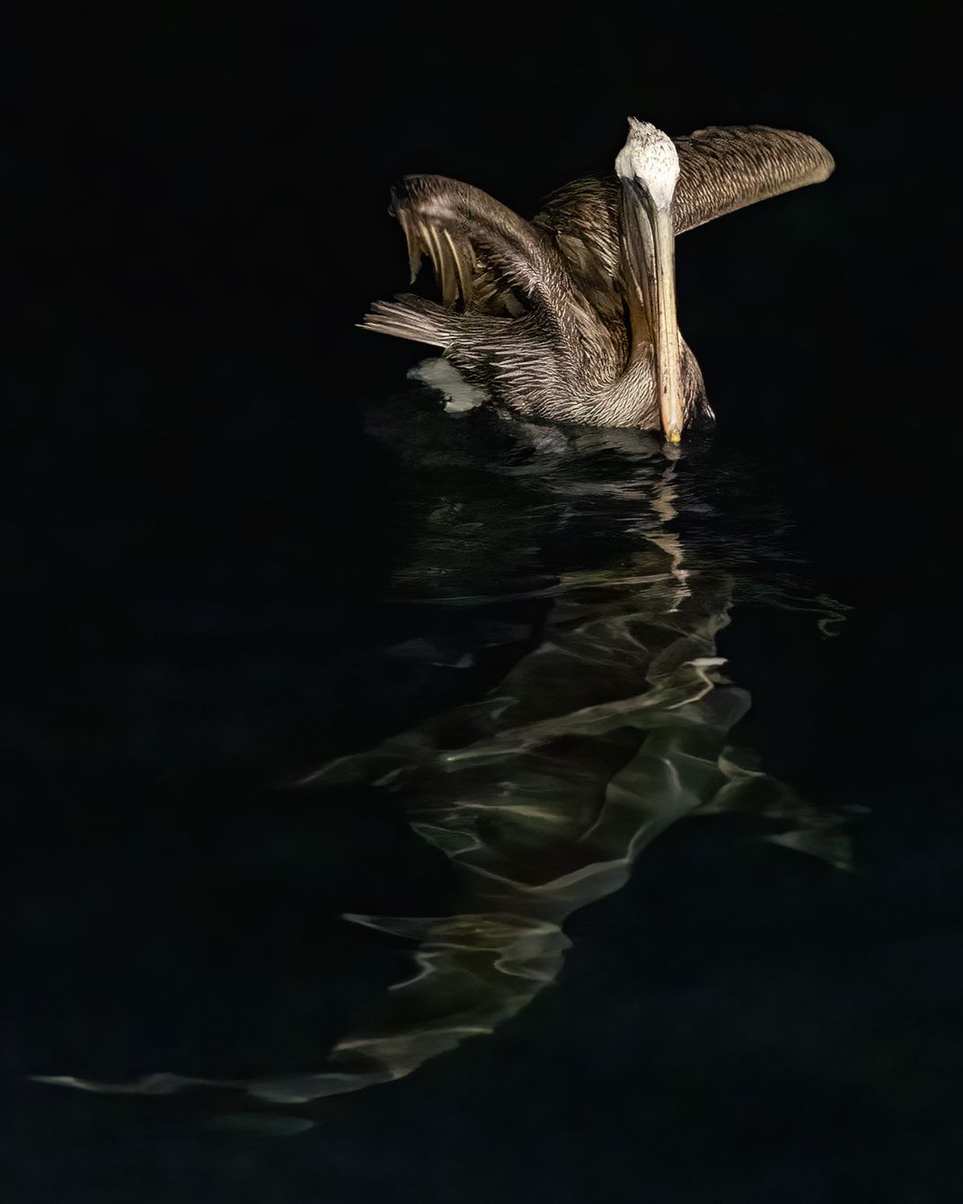 A Brown Pelican at the top of the frame sits in the water, its wings pulled behind its body. In the dark water below is the crescent silhouette of a shark, its snout nearly touching the pelican.