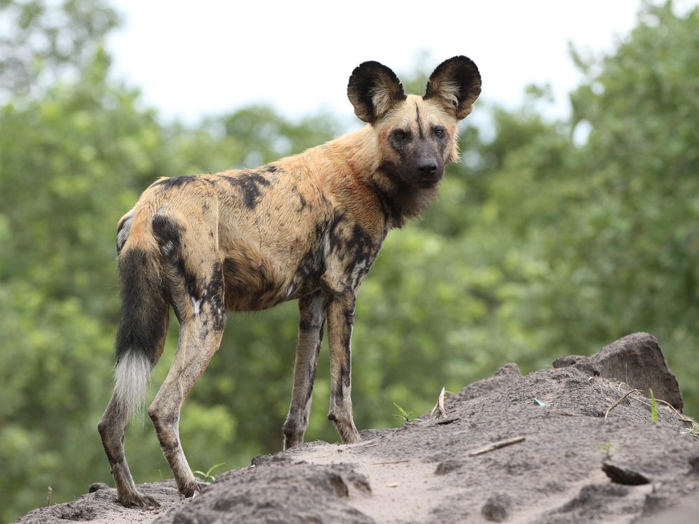 African_painted_dog,_or_African_wild_dog,_Lycaon_pictus_at_Savuti,_Chobe_National_Park,_Botswana._(32318493420).jpg