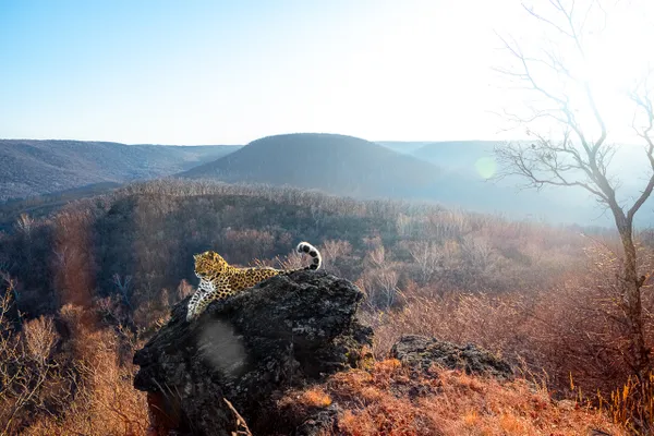 Amur Leopard at Golden Hour thumbnail