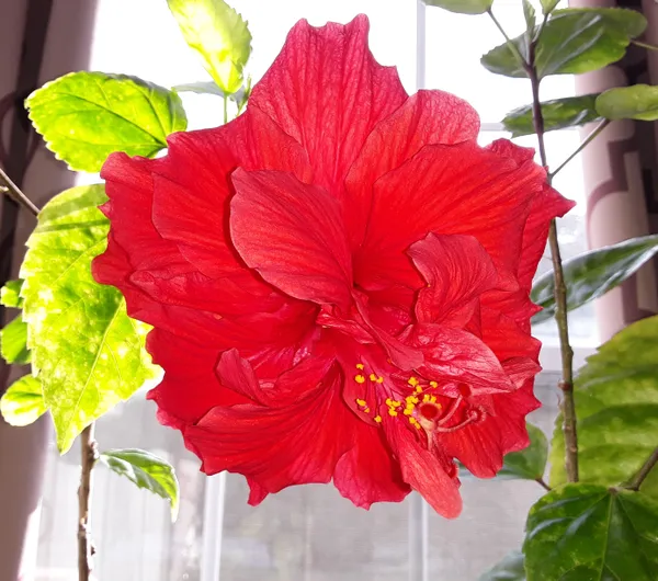 Stunningly Happy Hibiscus Flower in Full Bloom! thumbnail