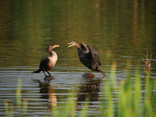 Cormorant scolding the younger thumbnail