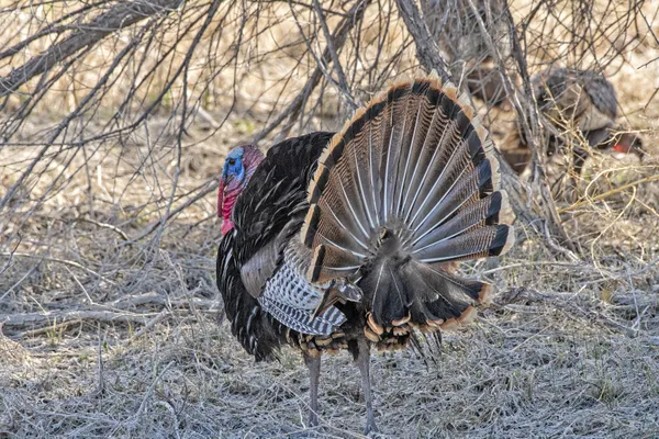 Rio Grande Wild Turkey thumbnail