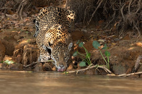 Jaguar Drinking thumbnail