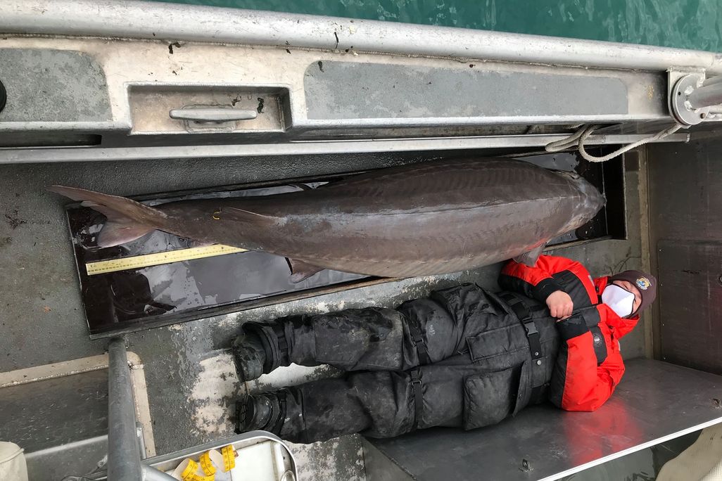 A photo of an enormous brownish grey fish laying on the deck of a boat. Next to the fish is a reseacher dressed in winter gear and a mask. The fish is larger in length than the reseacher.  