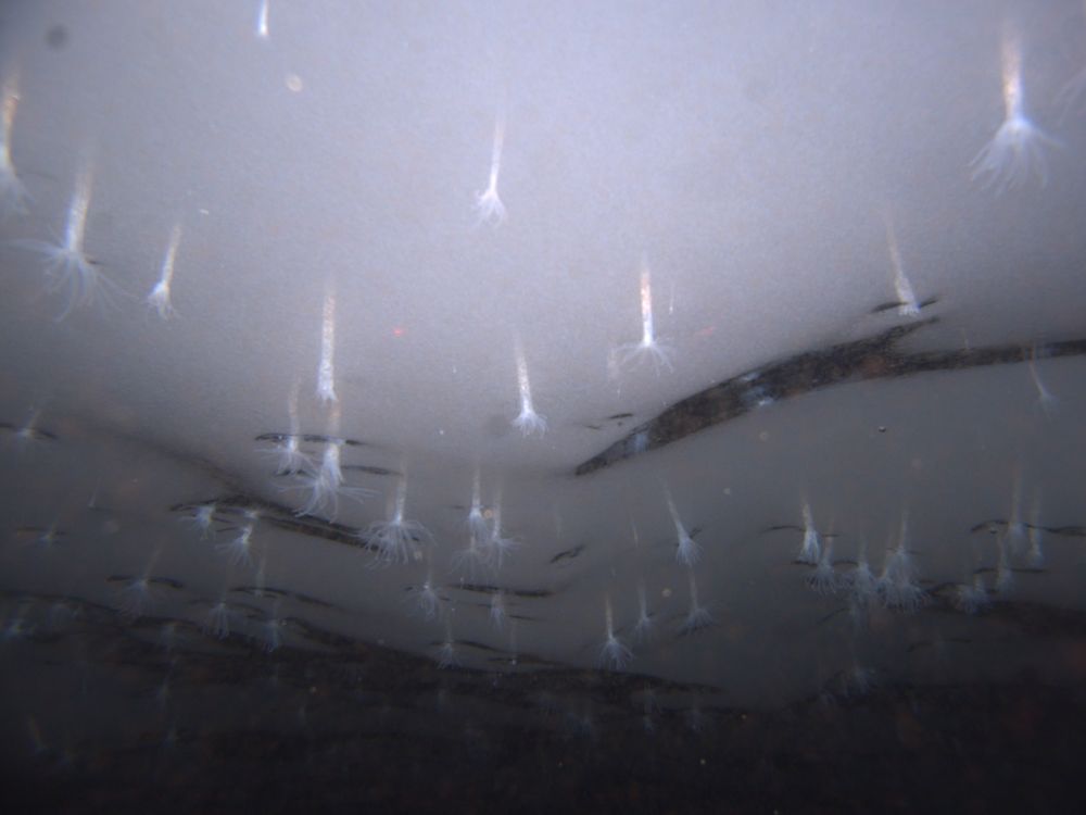 01_21_2014_anemones in antarctica.jpg