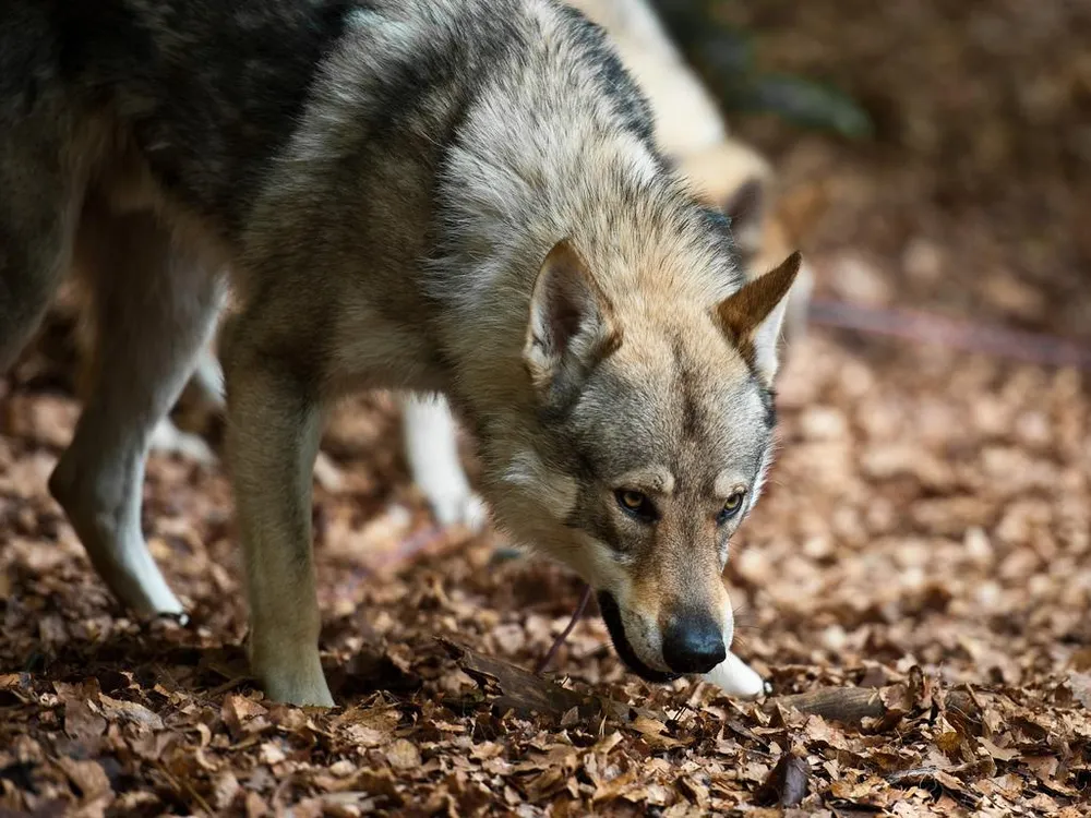 How Accurate Is the Theory of Dog Domestication in 'Alpha'? | Science|  Smithsonian Magazine