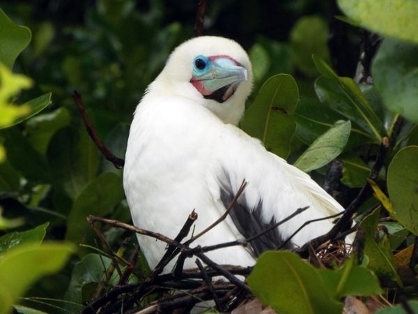 Red-Footed Booby on Nest thumbnail