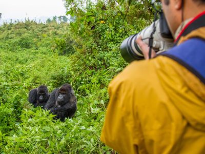 Gorilla Trekking and the Masai Mara: A Tailor-Made Journey to Rwanda and Kenya description