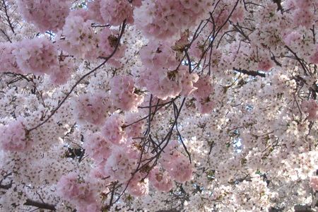 This spring, think about looking for cherry blossoms in unexpected places.