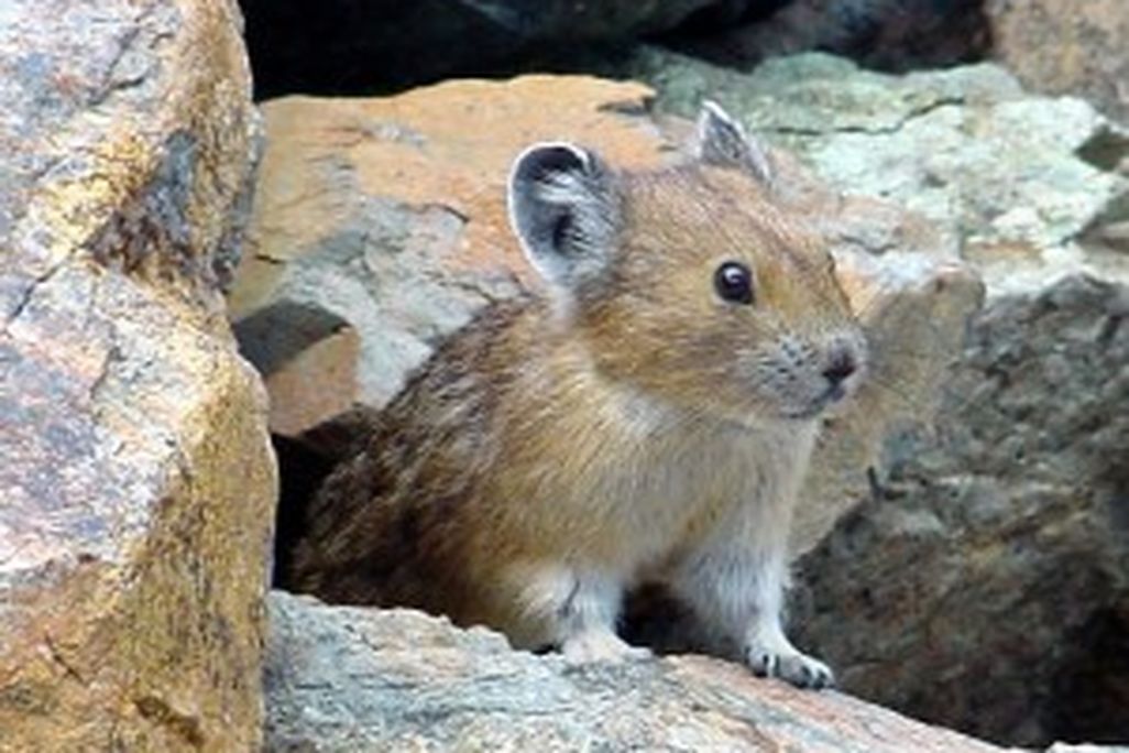 20110520102323pika-300x225.jpg