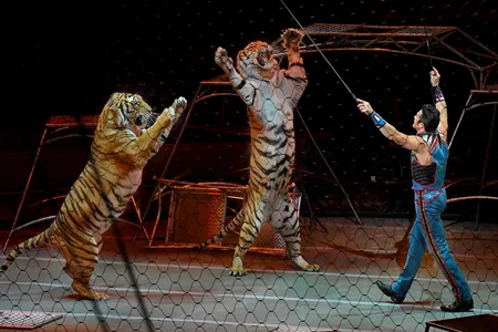 Tiger tamer Alexander Lacey gets his tigers on their feet in one of the final performances of the Ringling Bros. and Barnum &amp; Bailey Circus.