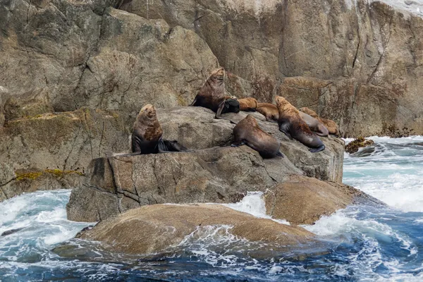 Basking Sea Lions thumbnail