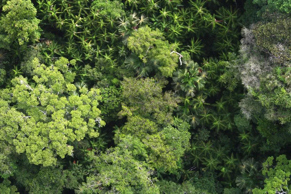 Canopy
