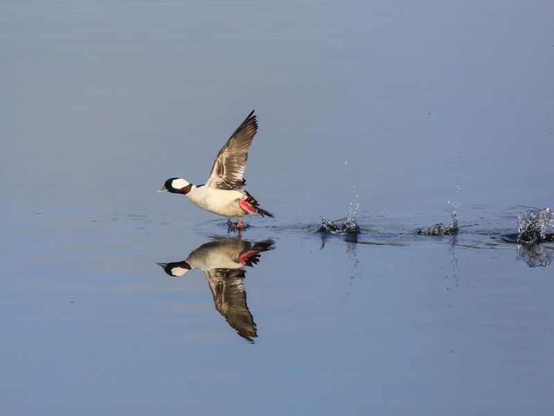 Bufflehead Duck takes Flight | Smithsonian Photo Contest | Smithsonian ...