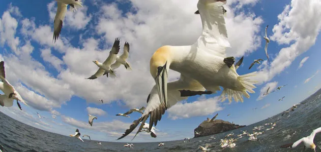 gannet dives