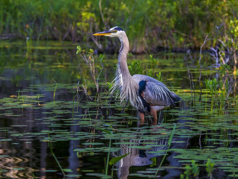 Heron In Pond Smithsonian Photo Contest Smithsonian Magazine