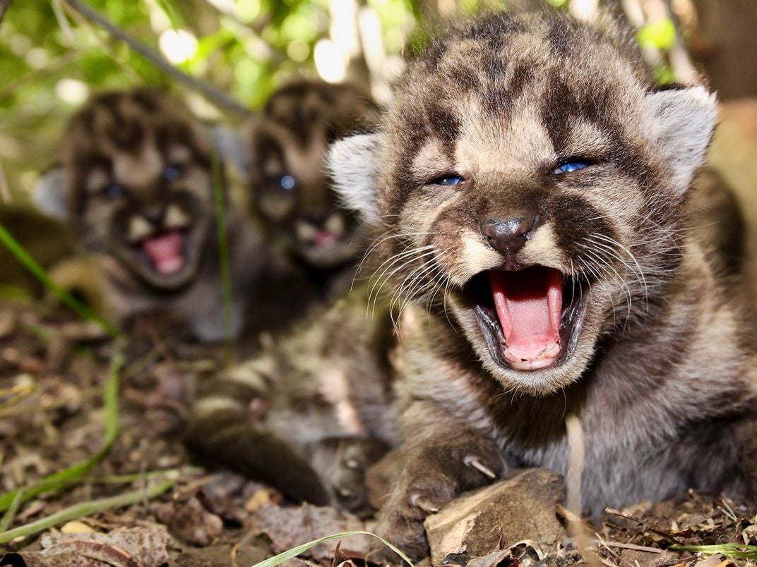 Mountain Lion Kittens