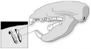 20110520083228multituberculate-tooth-mark-300x161.jpg