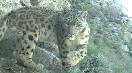A snow leopard caught in a camera trap in Afghanistan
