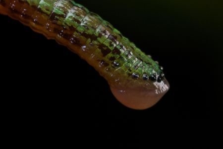 A leech found in Vietnam