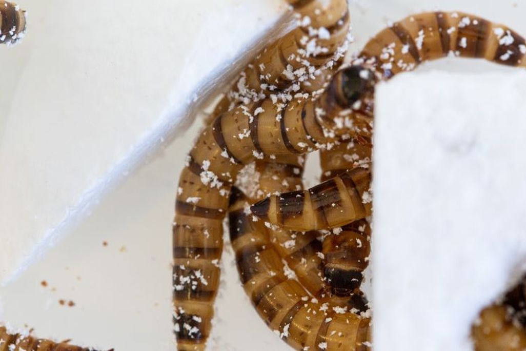 Worms eating styrofoam