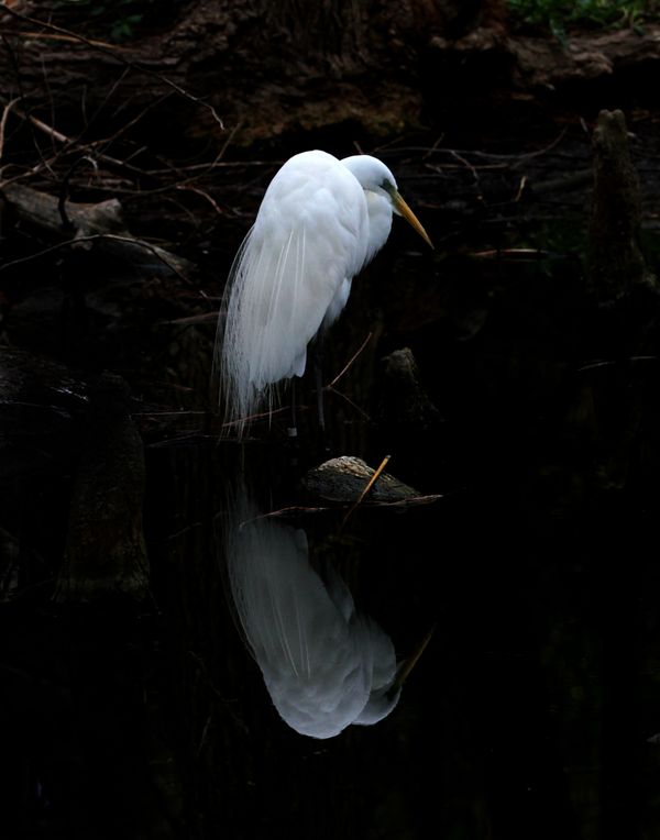 Great Egret X2 thumbnail