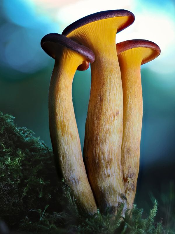 Világítótölcsér gomba thumbnail