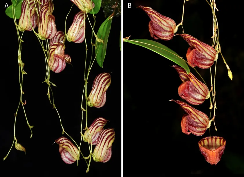 side by side comparison of two orchid species