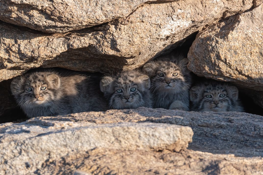 A litter of four Pallas’ cat kittens emerge gingerly into the golden ligh