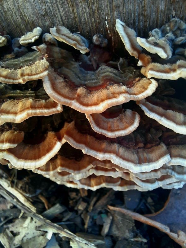 Fungi on a Tree Stump thumbnail