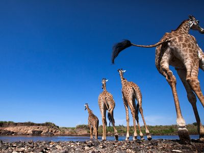 Giraffes Masai Mara
