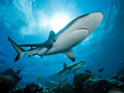 A new study on grey reef sharks turned up a few surprises.