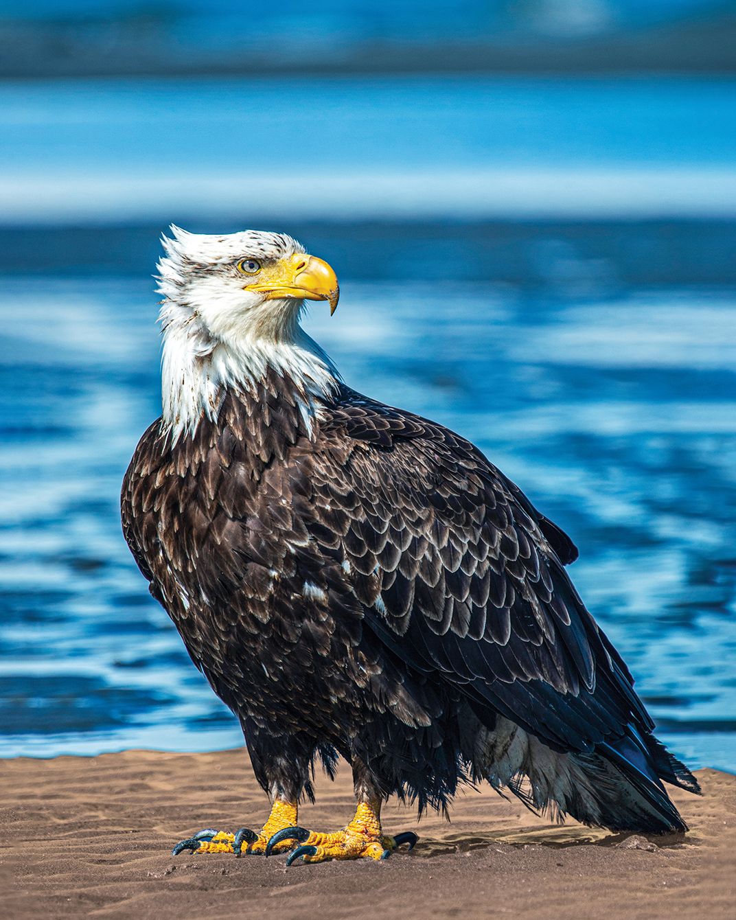 A bald eagle sits on the shore of the ocean in Alaska