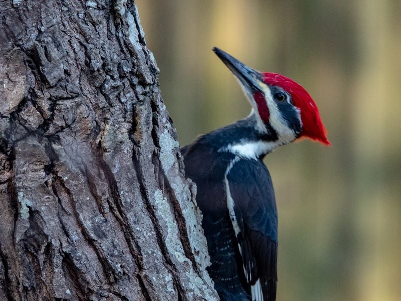 piliated Woodpecker | Smithsonian Photo Contest | Smithsonian Magazine