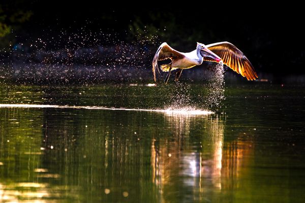 Pelican Drinking Water thumbnail