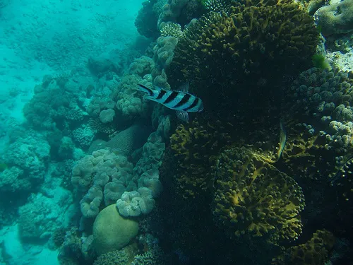 The Great Barrier Reef