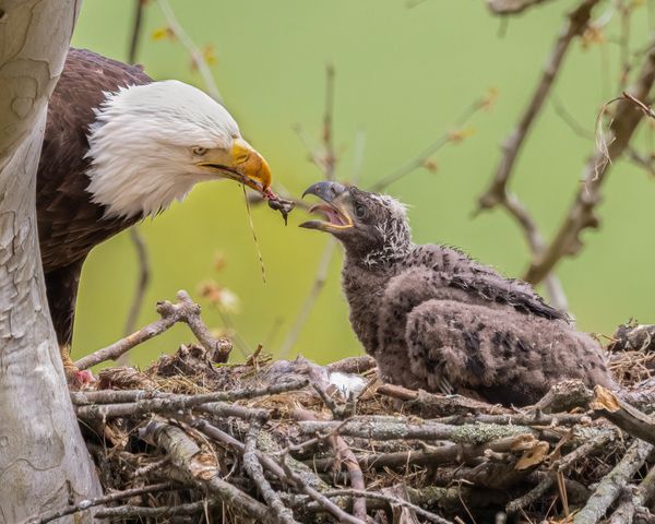 Open Wide - feeding an eaglet thumbnail