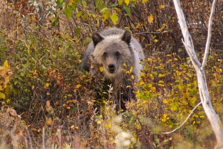 A grizzly bear&nbsp;in Glacier National Park in Montana