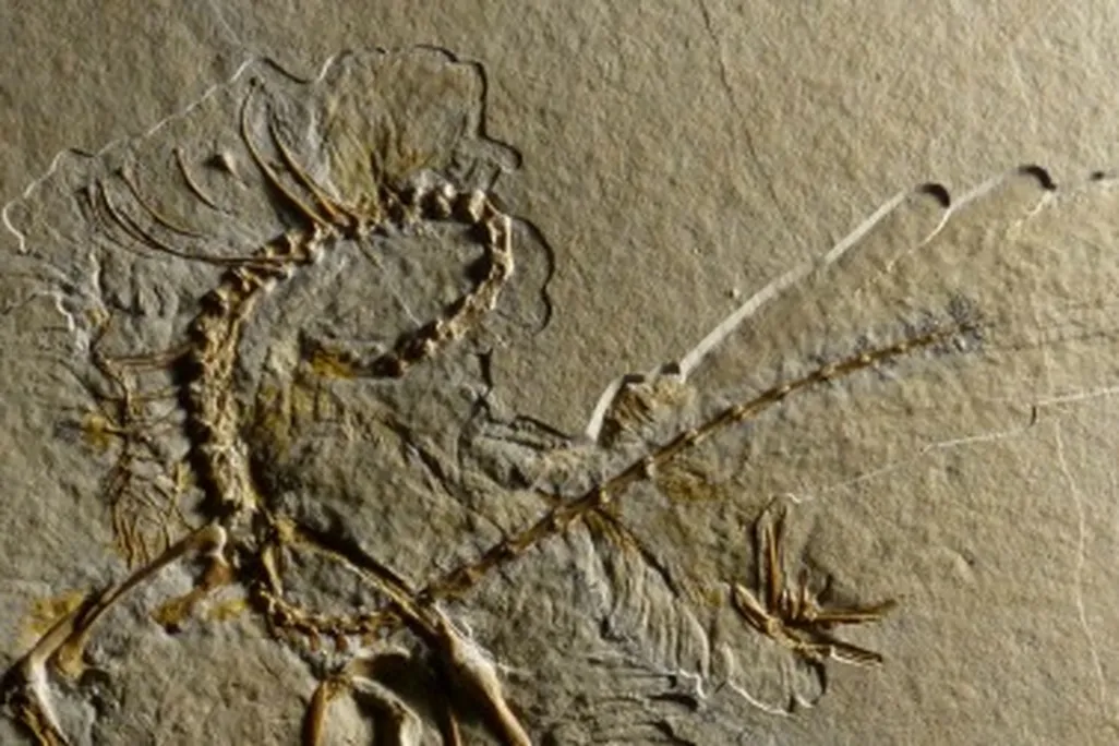 The 11th skeleton of Archaeopteryx