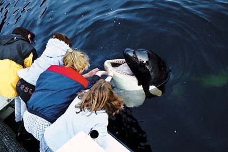 Luna sought the company of humans on Nootka Sound.